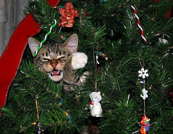 A cute cat looking out from the fir branches of a Christmas tree like a real savannah cat