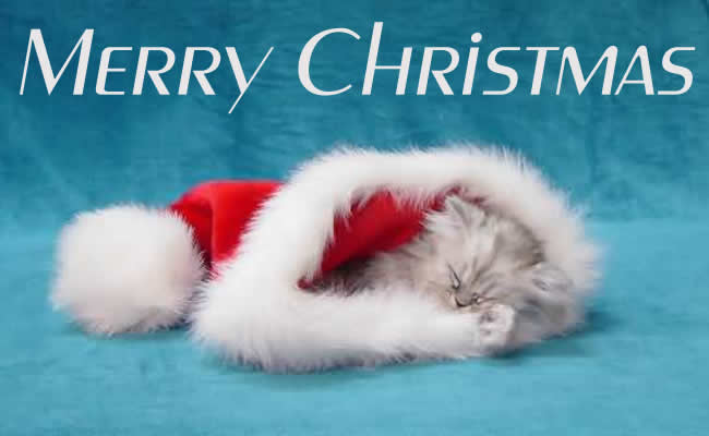 Image of a sweet kitten in Santa Claus hat